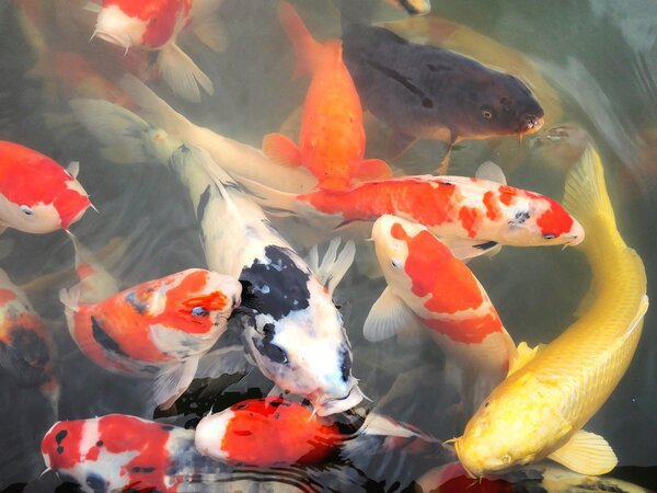 Короп Кої: символ сили та успіху