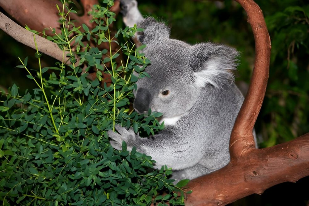 Уявлення про Австралію через її фауну