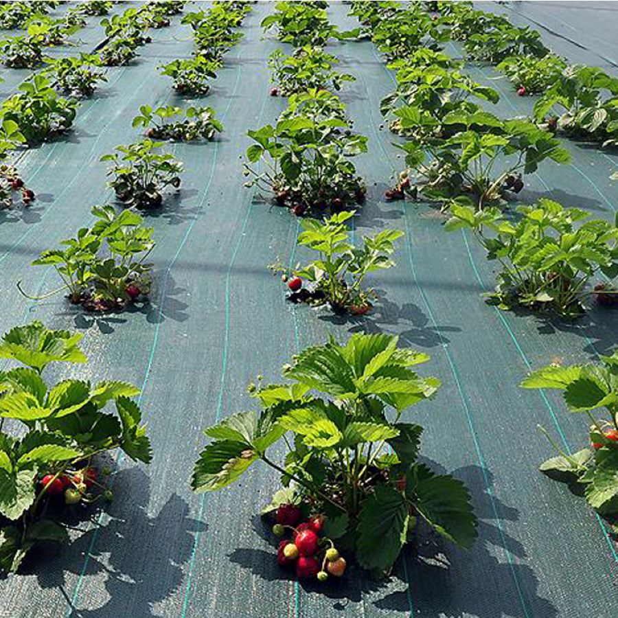 Переваги використання агротекстилю