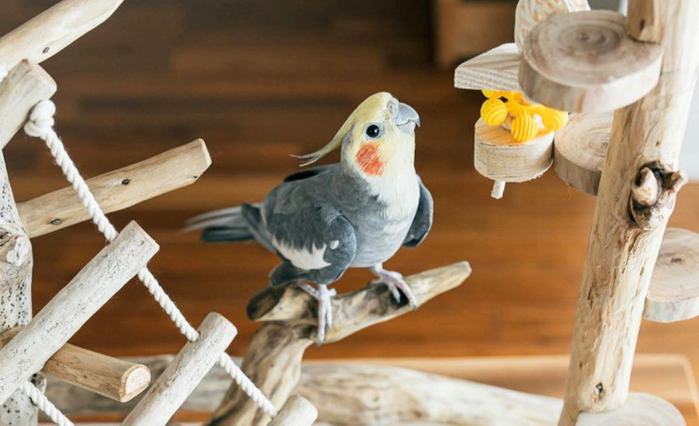 Як продовжити життя вашого пернатого друга